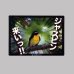 画像1: 【野鳥生活】防水UVステッカー「ジャスピン来いっキビタキ編」送料180円  (1)