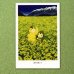 画像1: pc128「菜の花畑にて」 (1)