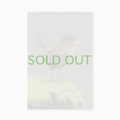 画像1: 【野鳥生活】色鉛筆画ポストカード「ミソサザイ02」送料180円 