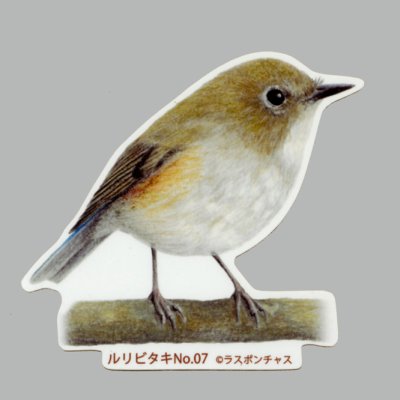 画像1: 【野鳥生活】防水UVステッカー「ルリビタキ07」送料180円 