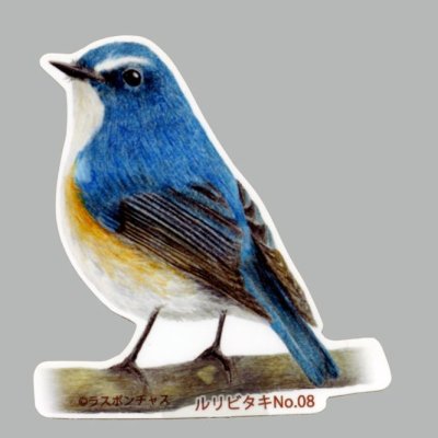 画像1: 【野鳥生活】防水UVステッカー「ルリビタキ08」送料180円 