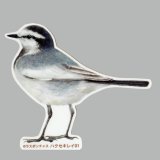 【野鳥生活】防水UVステッカー「ハクセキレイ01」送料180円 