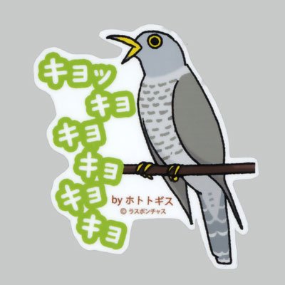 画像1: 【野鳥生活】防水UVステッカー「キョッキョキョキョキョキョ」送料180円 