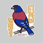 画像: 【野鳥生活】防水UVステッカー「瑠璃三鳥がなんだって？」送料180円 