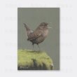 画像1: 【野鳥生活】色鉛筆画ポストカード「ミソサザイ02」送料180円  (1)