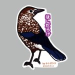 画像: 【野鳥生活】防水UVステッカー「ほしだらけ」送料180円 