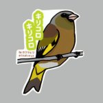 画像: 【野鳥生活】防水UVステッカー「キリコロキリコロ」送料180円 
